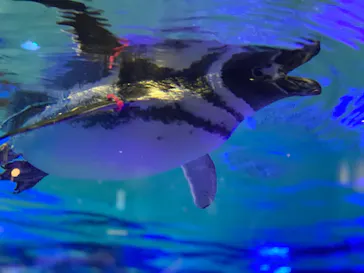 すみだ水族館に投稿された画像（2020/9/6）