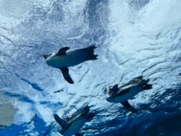 サンシャイン水族館に投稿された画像（2020/9/6）