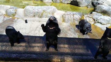 奥飛騨クマ牧場に投稿された画像（2020/9/6）