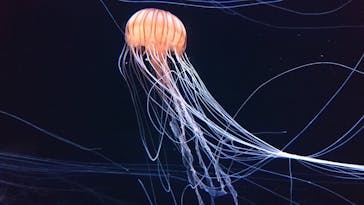 サンシャイン水族館に投稿された画像（2020/9/6）