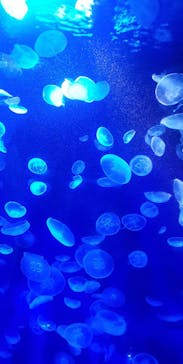 サンシャイン水族館に投稿された画像（2020/9/7）