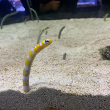 すみだ水族館に投稿された画像（2020/9/7）