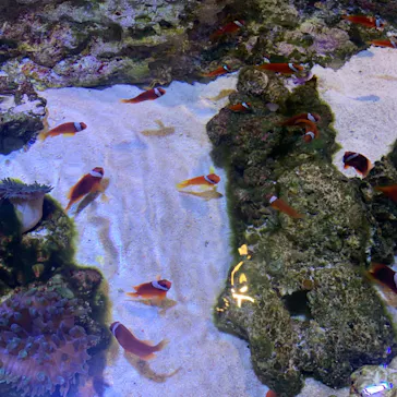 すみだ水族館に投稿された画像（2020/9/7）