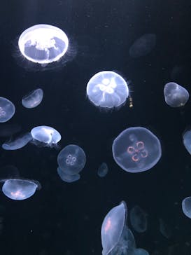 サンシャイン水族館に投稿された画像（2020/9/7）