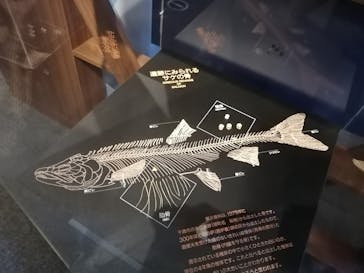 サケのふるさと 千歳水族館に投稿された画像（2020/9/7）