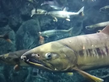 サケのふるさと 千歳水族館に投稿された画像（2020/9/7）