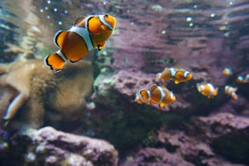 サンシャイン水族館に投稿された画像（2020/9/7）