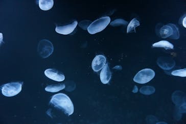 サンシャイン水族館に投稿された画像（2020/9/7）