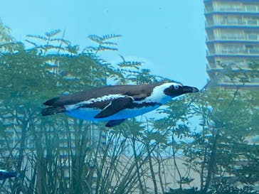 サンシャイン水族館に投稿された画像（2020/9/7）