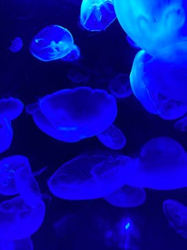 サンシャイン水族館に投稿された画像（2020/9/7）