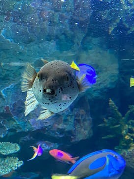 サンシャイン水族館に投稿された画像（2020/9/7）