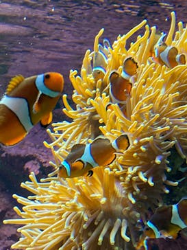 サンシャイン水族館に投稿された画像（2020/9/7）