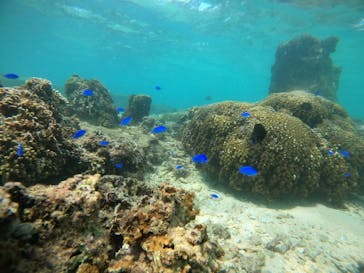 青の洞窟専門店　沖縄ダイビングショップ和に投稿された画像（2020/9/7）