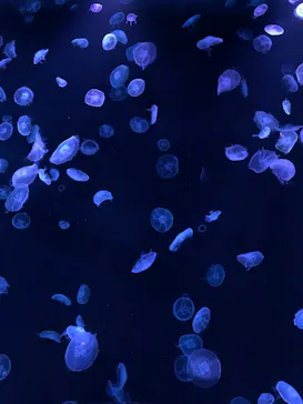 すみだ水族館に投稿された画像（2020/9/7）