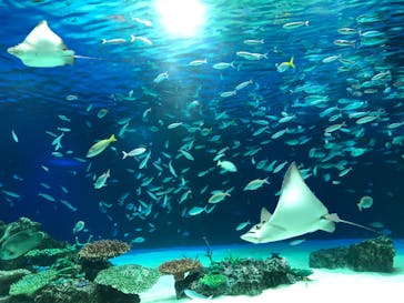サンシャイン水族館に投稿された画像（2020/9/7）