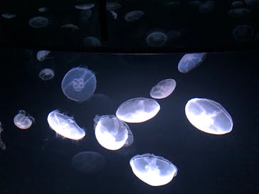 サンシャイン水族館に投稿された画像（2020/9/7）