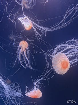 サンシャイン水族館に投稿された画像（2020/9/7）