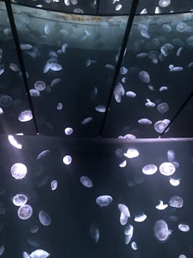 サンシャイン水族館に投稿された画像（2020/9/7）