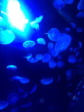 サンシャイン水族館に投稿された画像（2020/9/7）