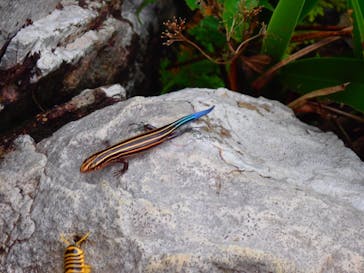 石垣島 ADVENTURE PiPi（イシガキジマアドベンチャーピピ）に投稿された画像（2020/9/7）