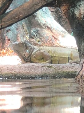 サンシャイン水族館に投稿された画像（2020/9/7）