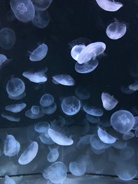 サンシャイン水族館に投稿された画像（2020/9/7）