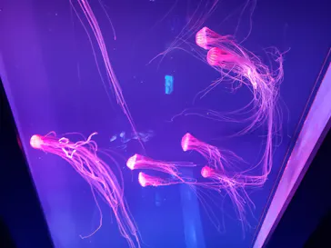 すみだ水族館に投稿された画像（2020/9/8）