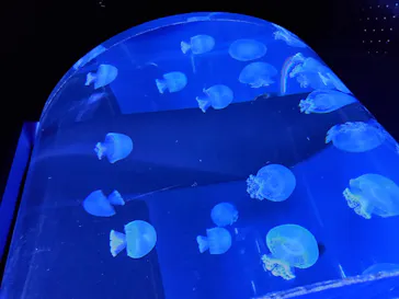 すみだ水族館に投稿された画像（2020/9/8）