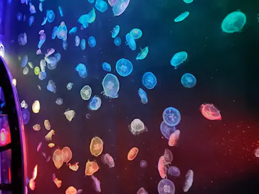 すみだ水族館に投稿された画像（2020/9/8）