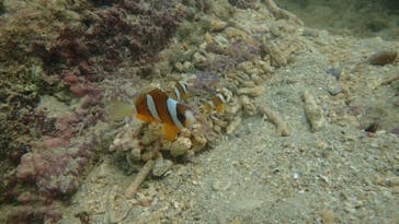 ダイビングショップ Sea Free（シーフリー）に投稿された画像（2020/9/8）