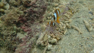 ダイビングショップ Sea Free（シーフリー）に投稿された画像（2020/9/8）