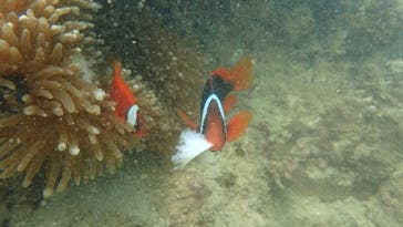 ダイビングショップ Sea Free（シーフリー）に投稿された画像（2020/9/8）