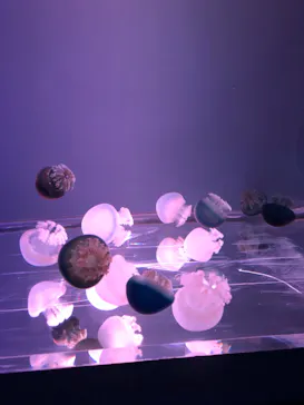 すみだ水族館に投稿された画像（2020/9/8）