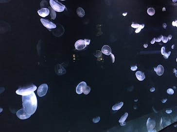 サンシャイン水族館に投稿された画像（2020/9/8）