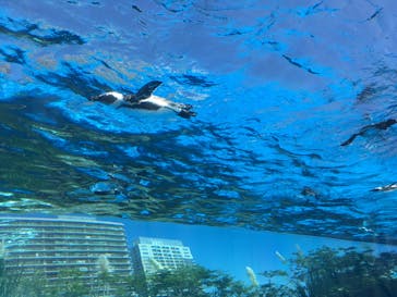 サンシャイン水族館に投稿された画像（2020/9/8）