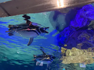 すみだ水族館に投稿された画像（2020/9/8）