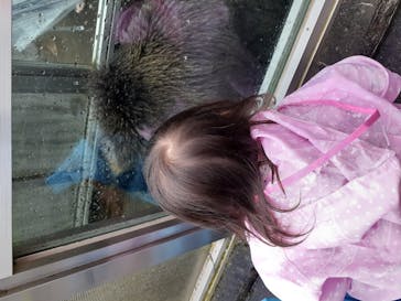 のぼりべつクマ牧場に投稿された画像（2020/9/8）