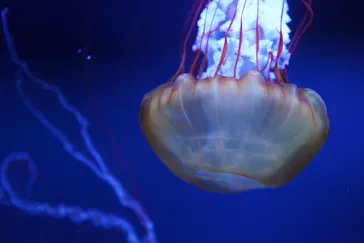 すみだ水族館に投稿された画像（2020/9/8）