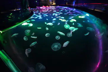 すみだ水族館に投稿された画像（2020/9/8）