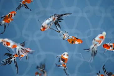 すみだ水族館に投稿された画像（2020/9/8）