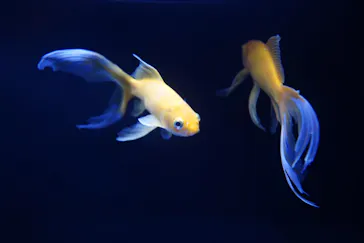 すみだ水族館に投稿された画像（2020/9/8）