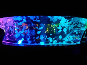 京都水族館に投稿された画像（2020/9/8）