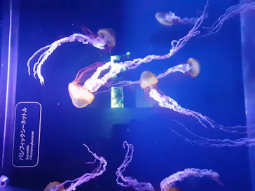 すみだ水族館に投稿された画像（2020/9/8）