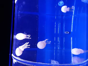 すみだ水族館に投稿された画像（2020/9/8）