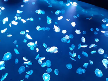 すみだ水族館に投稿された画像（2020/9/8）