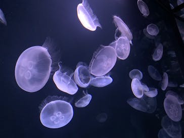 サンシャイン水族館に投稿された画像（2020/9/8）