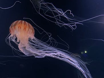 サンシャイン水族館に投稿された画像（2020/9/8）