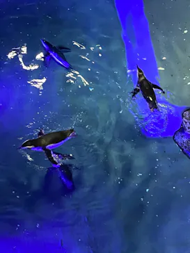 すみだ水族館に投稿された画像（2020/9/8）