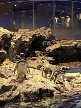 すみだ水族館に投稿された画像（2020/9/8）