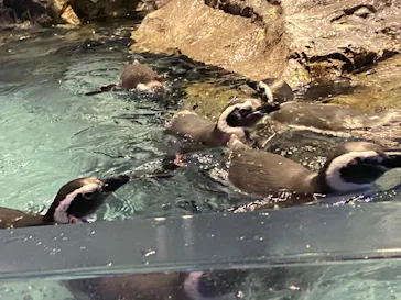 すみだ水族館に投稿された画像（2020/9/8）